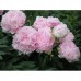 Пион Paeonia Pillow Talk Пион Paeonia Pillow Talk